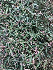 Persicaria minor
