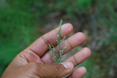 Arctagrostis latifolia