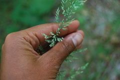 Arctagrostis latifolia