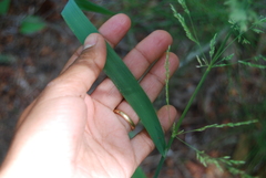 Arctagrostis latifolia