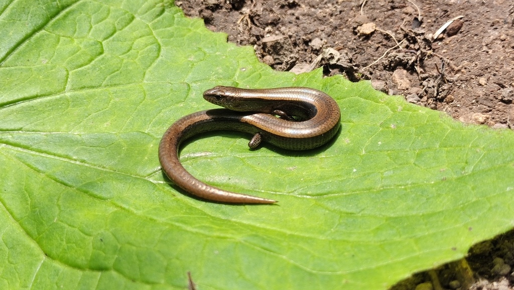 Mountain Ground Skink