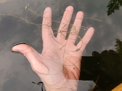 Potamogeton foliosus