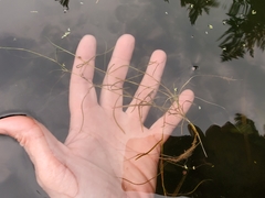 Potamogeton foliosus
