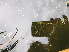 Potamogeton foliosus