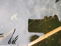 Potamogeton foliosus