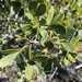 Searsia pterota - Photo (c) markberry, algunos derechos reservados (CC BY-NC), subido por markberry