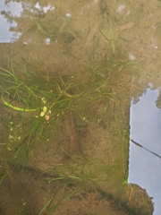 Potamogeton foliosus