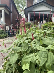 Persicaria orientalis