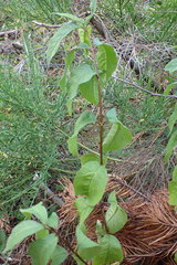 Lonicera involucrata