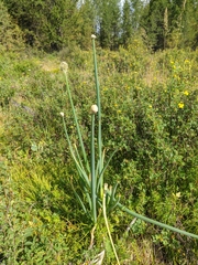 Allium altaicum