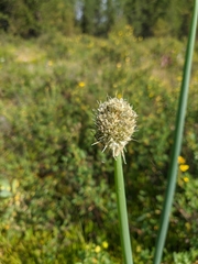 Allium altaicum
