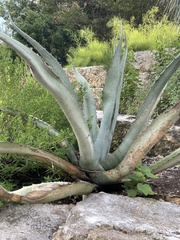 Agave asperrima