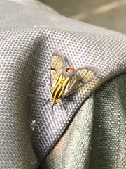 Paraethria flavosignata