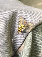 Paraethria flavosignata