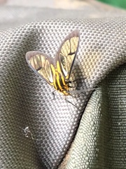 Paraethria flavosignata