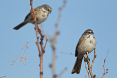 Artemisiospiza nevadensis