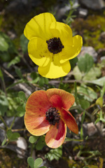 Ranunculus asiaticus
