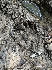 Procyon cancrivorus