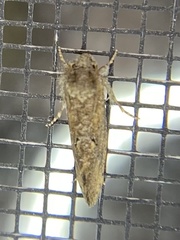 Acrolophus cockerelli