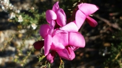 Gompholobium scabrum