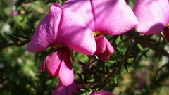 Gompholobium scabrum