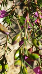 Gompholobium scabrum