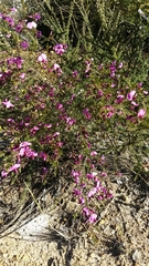 Gompholobium scabrum