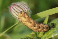 Sideridis rivularis
