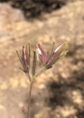 Cordylanthus pilosus