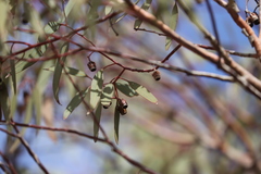 Eucalyptus torquata