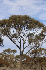 Eucalyptus torquata