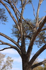 Eucalyptus torquata