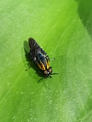Ptilocera