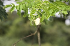 Eurema mandarina