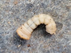 Xylotrechus chinensis