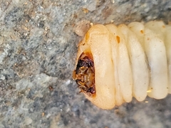 Xylotrechus chinensis