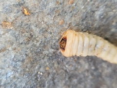 Xylotrechus chinensis