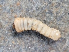 Xylotrechus chinensis