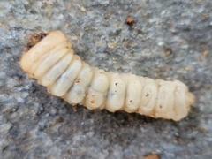 Xylotrechus chinensis