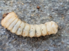 Xylotrechus chinensis