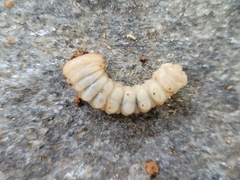 Xylotrechus chinensis