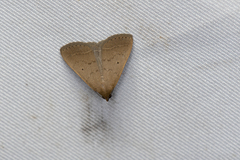 Simplicia unipuncta