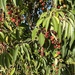 photo of Cherry-plum (Prunus cerasifera)
