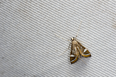Strepsinoma croesusalis