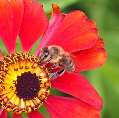 Apis mellifera