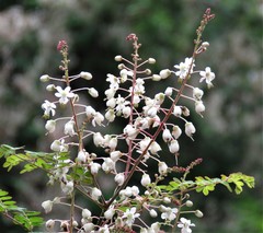 Pterolobium hexapetalum