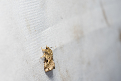 Callopistria phaeogona