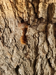 Xylotrechus chinensis