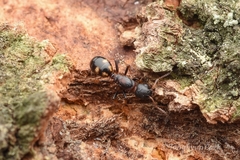 Dolichoderus sibiricus