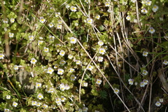 Euphrasia hirtella